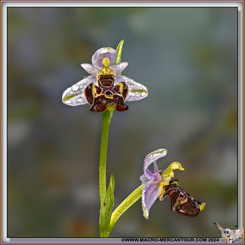 Ophrys Becasse